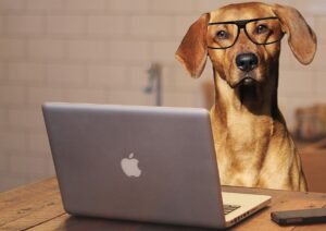 Dog friendly office - firemní benefit